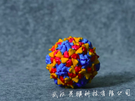 3D打印制作寨卡,登革熱病毒,西尼羅河,腺病毒模型