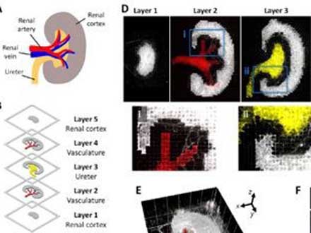 《ACS AMI》：使用低粘度生物墨水打印異質3D生物結構