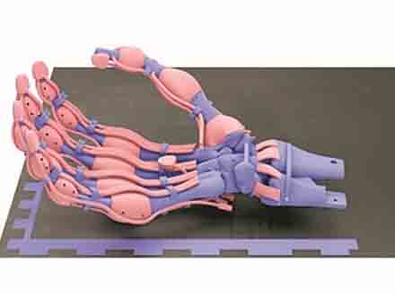 首度利用慢速固化塑料3D打印機械手有了骨骼、韌帶和肌腱