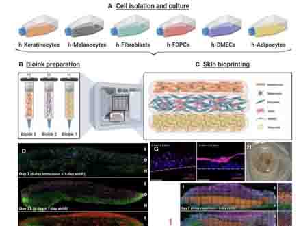 生物3D打印人類皮膚,同時打印6種細胞極為罕見,"數量"也是一種創新